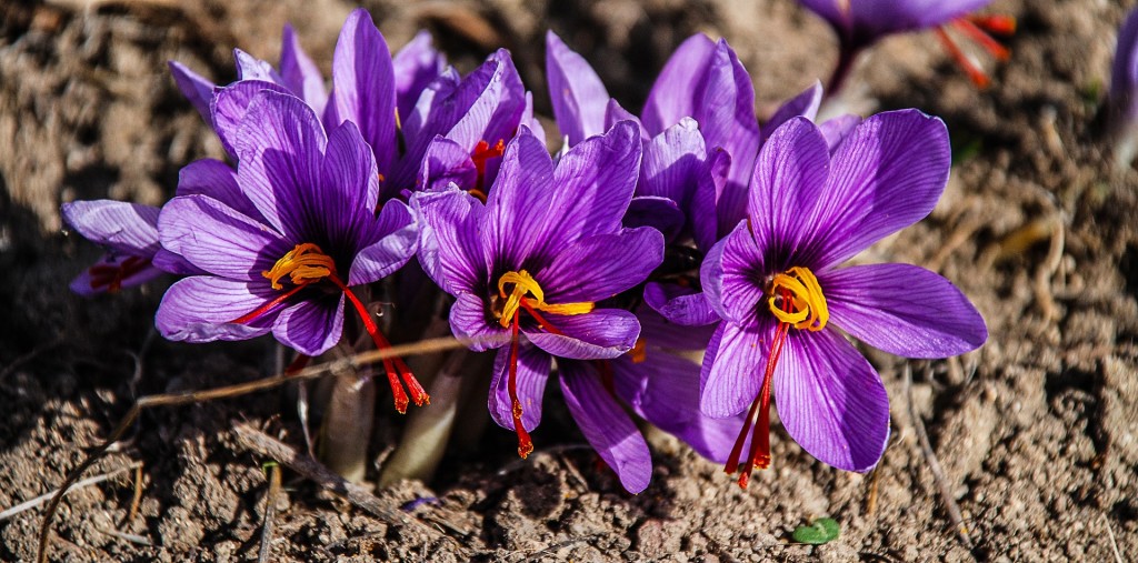 saffron-1136778_1920