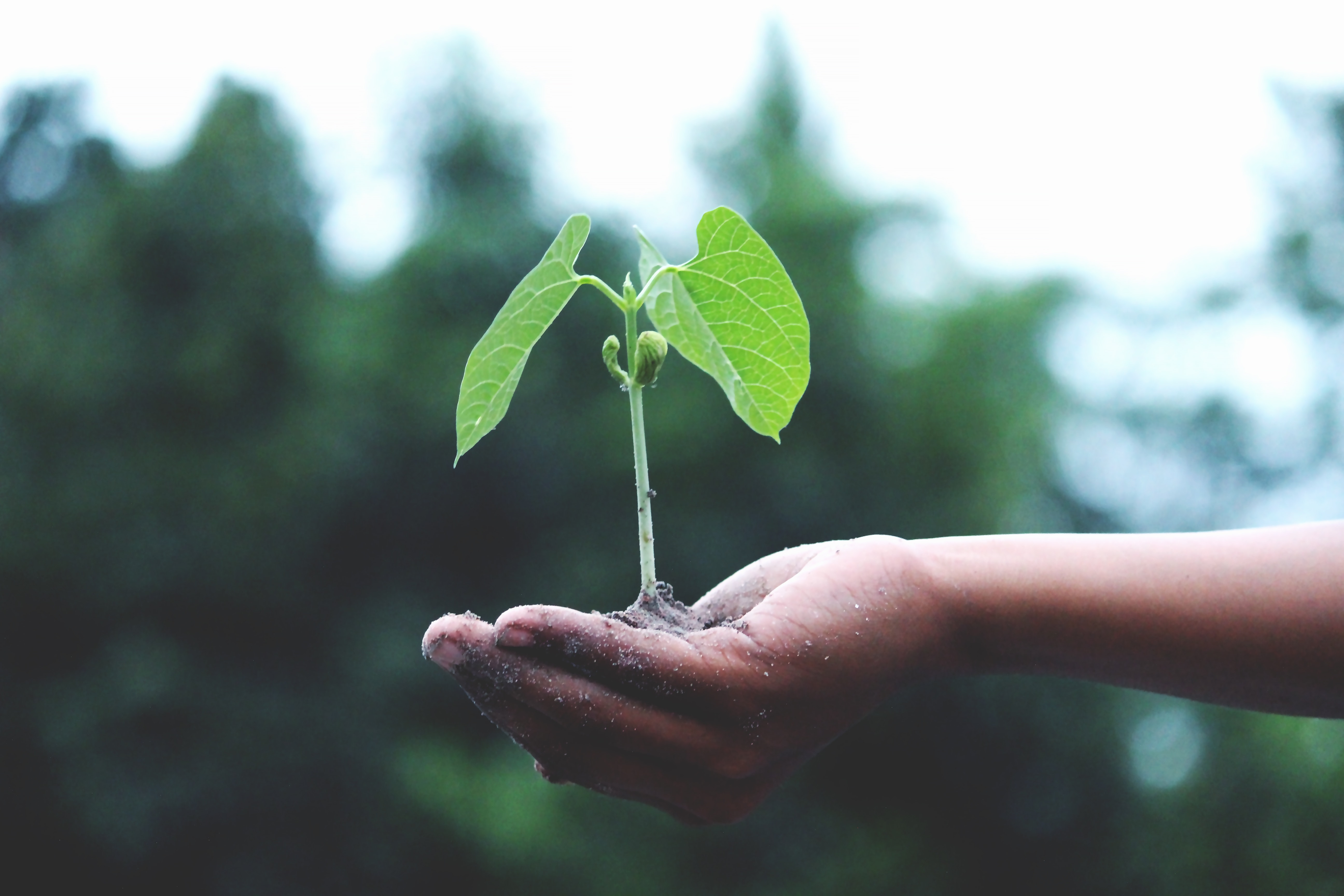 Person-Holding-A-Green-Plant-1072824